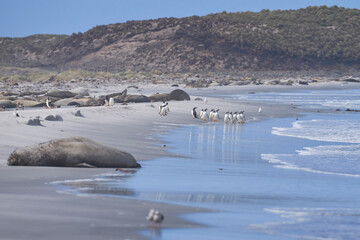Gentoo Penguins (Pygoscelis papua) and Southern Elephant Seals (Mirounga leonina) on a beach on Sea...