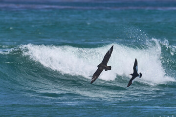 Magellanic Oystercatcher (Haematopus leucopodus) chasing a Falkland Skua (Catharacta antarctica)...