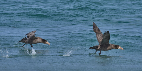 Southern Giant Petrels (Macronectes giganteus) taking off from the sea on the coast of Sea Lion...