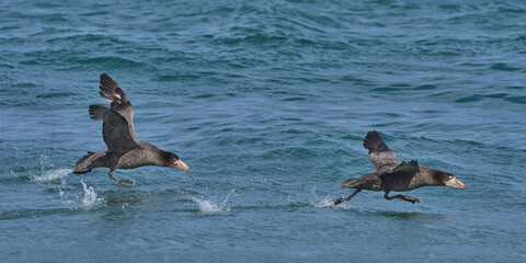 Southern Giant Petrels (Macronectes giganteus) taking off from the sea on the coast of Sea Lion...