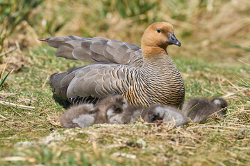 Upland Goose (Chloephaga picta leucoptera) with young goslings on Sea Lion Island in the Falkland Islands