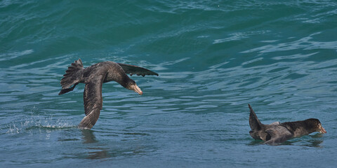 Obraz premium Southern Giant Petrels (Macronectes giganteus) gather in the sea to feed on the carcass of an elephant seal pup on the coast of Sea Lion Island in the Falkland Islands.