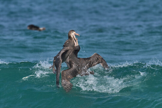 Southern Giant Petrels (Macronectes giganteus) squabbling in the waves along the coast of Sea Lion Island in the Falkland Islands.