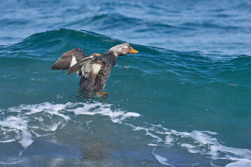 Male Falkland Steamer Duck (Tachyeres brachypterus) at sea off the coast of Sea Lion Island in the Falkland Islands.                               