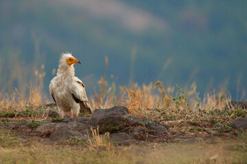 The scavenger vulture (Neophron percnopterus) is a bird of prey. They feed on carrion, corpses of...