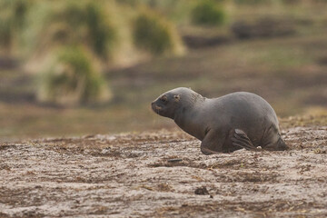 Naklejka premium Young Southern Sea Lion (Otaria flavescens) chasing Gentoo Penguins from their nests on Sea Lion Island in the Falkland Islands