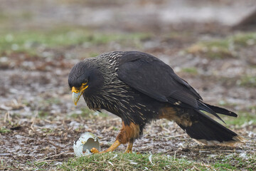 Striated Caracara (Phalcoboenus australis) scavenging on a Gentoo Penguin egg left unguarded on Sea...