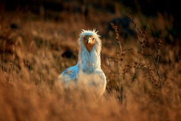 The scavenger vulture (Neophron percnopterus) is a bird of prey. They feed on carrion, corpses of...