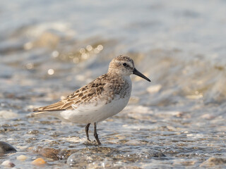 A close up of an adult Semipalmated Sandpiper, molting into basic, winter plumage, standing on the beach in shallow water