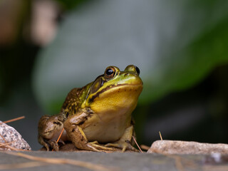 A close up of a colorful Northern Green Frog sitting up on a rock