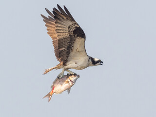 An Osprey in flight with a large fish in its talons