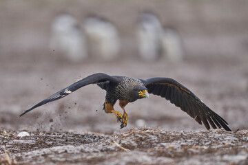 Striated Caracara (Phalcoboenus australis) scavenging on penguin eggs left unguarded on Sea Lion...
