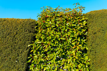 Lush green hedge surrounded by neatly trimmed bushes under a clear blue sky in a serene garden
