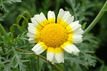Fototapeta premium Cream and yellow Chrysanthemum coronarium, Chopsuey greens, in flower.
