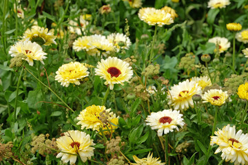 Fototapeta premium Pale yellow and cream Calendula marigold ‘Snow Princess’ in flower.