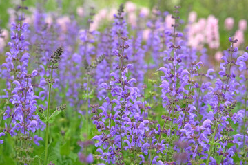 Blue purple Salvia pratensis, the meadow clary or meadow sage in flower.