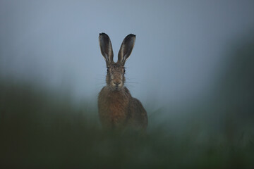Zając szarak, hare, (Lepus europaeus) © Bartosz Rakoczy