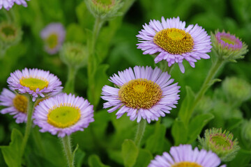 Erigeron glaucus, or seaside daisy, seaside fleabane, and beach aster ‘Western Hills’ in flower