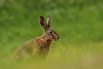 Zając szarak, hare, (Lepus europaeus) © Bartosz Rakoczy