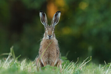 Zając szarak, hare, (Lepus europaeus) © Bartosz Rakoczy