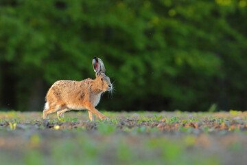 Zając szarak, hare, (Lepus europaeus) © Bartosz Rakoczy