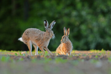 Zając szarak, hare, (Lepus europaeus) © Bartosz Rakoczy