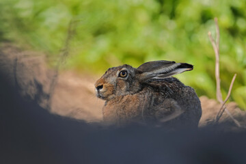 Zając szarak, hare, (Lepus europaeus) © Bartosz Rakoczy