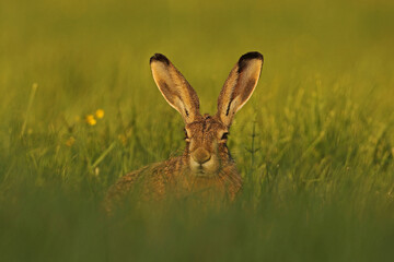 Zając szarak, hare, (Lepus europaeus) © Bartosz Rakoczy