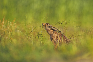 Zając szarak, hare, (Lepus europaeus) © Bartosz Rakoczy