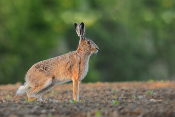 Zając szarak, hare, (Lepus europaeus) © Bartosz Rakoczy
