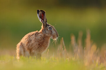Zając szarak, hare, (Lepus europaeus) © Bartosz Rakoczy