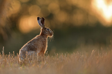 Zając szarak, hare, (Lepus europaeus) © Bartosz Rakoczy