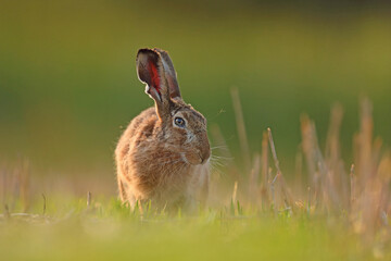 Zając szarak, hare, (Lepus europaeus) © Bartosz Rakoczy