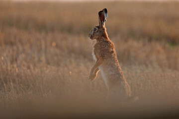 Zając szarak, hare, (Lepus europaeus) © Bartosz Rakoczy