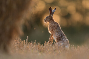 Zając szarak, hare, (Lepus europaeus) © Bartosz Rakoczy