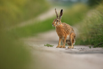 Zając szarak, hare, (Lepus europaeus) © Bartosz Rakoczy