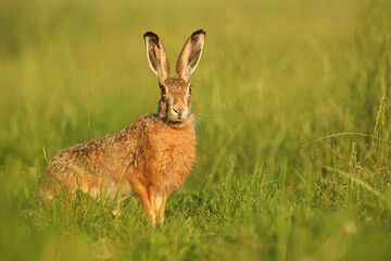 Zając szarak, hare, (Lepus europaeus) © Bartosz Rakoczy