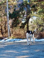 A confident black and white dog strides along a gravel path surrounded by sparse trees and snow...