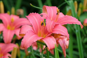 Fototapeta premium Hemerocallis hybrid daylily ‘Pink Damask’ in flower.