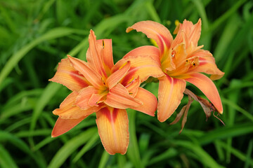 Orange double Hemerocallis fulva daylily ‘Kwanso’ in flower.