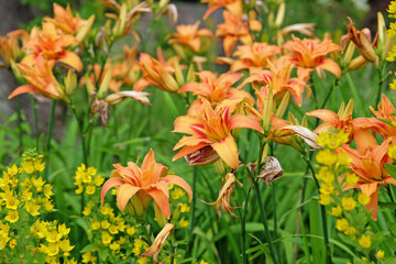 Orange double Hemerocallis fulva daylily ‘Kwanso’ in flower.