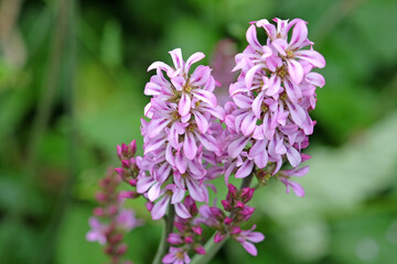 Obraz premium Pink Francoa sonchifolia, the wedding flower or bridalwreath in bloom.