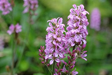 Pink Francoa sonchifolia, the wedding flower or bridalwreath in bloom.