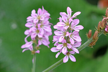 Pink Francoa sonchifolia, the wedding flower or bridalwreath in bloom.