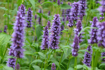 Purple Mexican giant hyssop Agastache ‘Blackadder’ in flower.