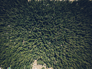 Top-down aerial view of a dense evergreen forest with symmetrical patterns of tall trees, creating a textured green canopy in a pristine natural setting