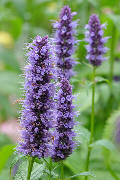 Purple Mexican giant hyssop Agastache &lsquo;Blackadder&rsquo; in flower.
