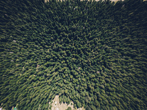 Top-down aerial view of a dense evergreen forest with symmetrical patterns of tall trees, creating a textured green canopy in a pristine natural setting - Powered by Adobe
