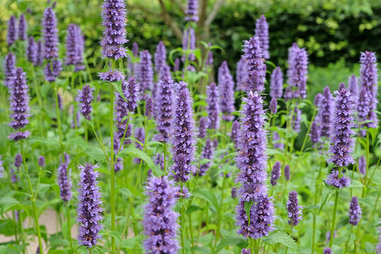 Purple Mexican giant hyssop Agastache &lsquo;Blackadder&rsquo; in flower.