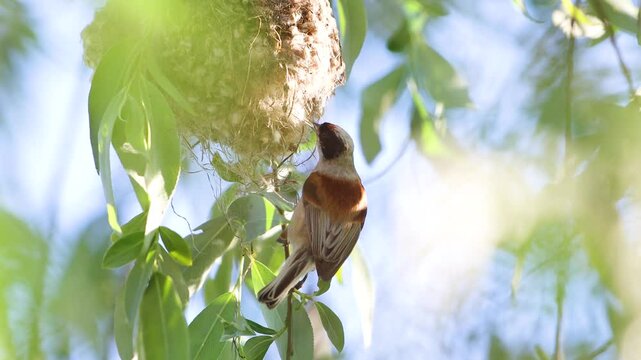 bird,Eurasian penduline tit weaves its nest on a spring morning